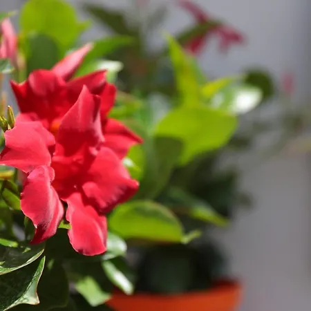 Bella 'mbriana Bed & Breakfast