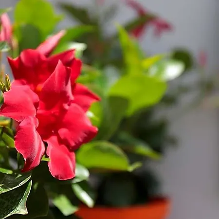 Bella 'mbriana Bed & Breakfast Ercolano